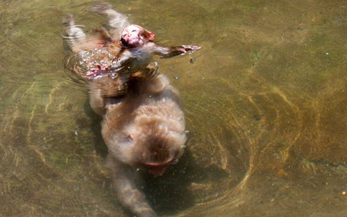 Một con khỉ mẹ cõng con lặn xuống nước kiếm ăn ở Jigokudani, Nhật Bản