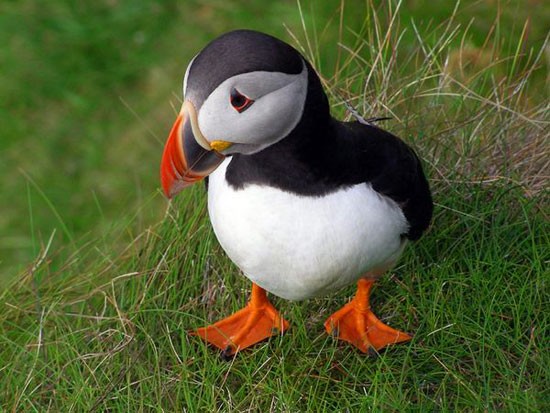 Chú chim biển đáng yêu này đã lọt ngay vào ống kính của nhà nhiếp ảnh. Bức ảnh được chụp tại đỉnh Sumburgh, thuộc quần đảo Shetland, phía Bắc Scotland. Nếu du khách đến đây vào mùa hè thì sẽ được chiêm ngưỡng rất nhiều loài chim nhỏ có màu sắc sặc sỡ như thế này.