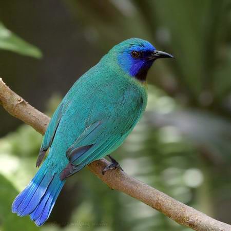 Chim xanh cánh lam: Đúng như tên gọi của mình, chim xanh Nam Bộ (còn được gọi là chim xanh cánh lam) sở hữu bộ lông màu xanh biếc rất dịu mắt.