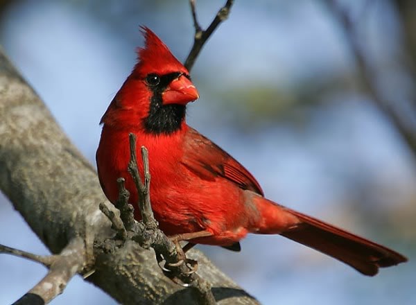 Chim Hồng y phía Bắc: Chim hồng y phía Bắc hay chim đỏ là loài chim sống ở Bắc Mỹ. Loài này thường sống trong rừng, vùng cây bụi và đầm lầy. Chúng có cái mào rất đặc biệt cùng với một khoảng lông giống như cái mặt nạ trên mặt màu đen ở con đực và màu ghi ở con cái.