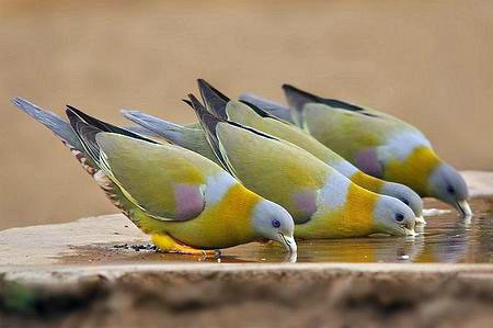 Cu xanh chân vàng: Sinh sống ở miền Nam, cu xanh chân vàng có màu sắc khá sặc sỡ, trái với sự giản dị của đa số các loài chim cùng thuộc họ bồ câu.