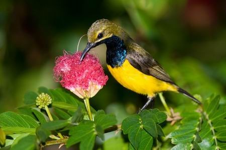 Chim hút mật họng tím: Rất nhỏ bé nhưng hút mật họng tím cũng góp phần tô điểm cho vẻ đẹp của các khu rừng miền Đông Nam bộ bằng màu sắc rực rỡ của mình.