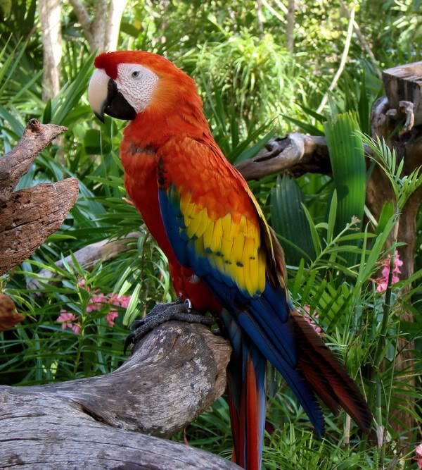 Vẹt đỏ Scarlet là loài vẹt lớn và sặc sỡ. Bộ lông của chúng hầu hết là màu đỏ tươi, nhưng phần đuôi có màu xanh lam sáng, phần trên của cánh có màu vàng, phần đầu cánh có mầu xanh thẫm, và phần lông dưới cánh và đuôi có màu vàng và đỏ đậm.