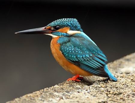 Bói cá sông, còn gọi là bồng chanh trông thật bắt mắt với bộ lông óng ánh xanh của mình. Loài chim này có ở khắp các núi từ vùng đồng bằng đến vùng núi của Việt Nam.