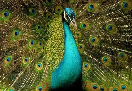 Công: Không có gì phải nghi ngờ khi nói rằng loài công là vua sắc đẹp trong thế giới loài chim. Ở Việt Nam, địa bàn sinh sống của chúng là các khu rừng vùng Nam Trung bộ.