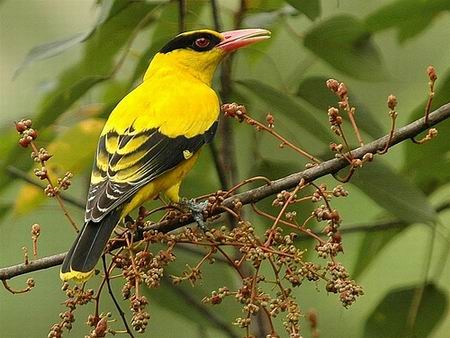 Chim vàng anh làm tổ ở miền Bắc nhưng đến mùa đông lại bay vào miền Nam. Trông chúng nổi bật giữa rừng xanh với màu vàng tươi của mình.