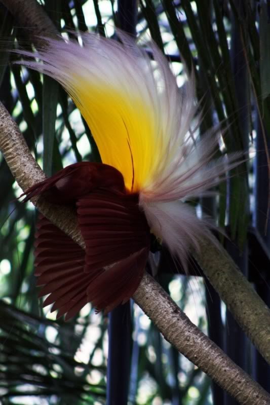 Chim Thiên đường: Phần lớn các loài chim Thiên đường được tìm thấy tại khu rừng rậm nhiệt đới tại đảo New Guinea và các đảo lân cận, một số loài thì sinh sống trên đảo Moluccas của Indonesia, và phía Đông Australia.