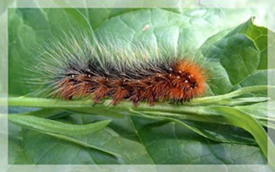 7. Sâu róm Sâu róm là ấu trùng của bướm. Chúng không đốt người nhưng lông gai của hầu hết các loài sâu róm tiết ra chất làm ngứa rát da khi con người chạm phải.