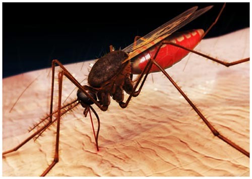Những kí sinh trùng truyền từ muỗi sống và sinh sôi trong tế bào máu của con người và gây ra những triệu chứng như buồn nôn, cúm, sốt và những cơn lạnh. Trong trường hợp nguy hiểm, căn bệnh này khiến người bệnh hôn mê rồi tử vong. Nên rửa những vết muỗi đốt bằng xà phòng có tính a xít hay nước dấm loãng.