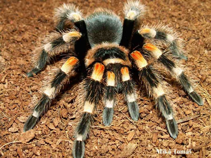 11. Nhện Các loài nhện ở Việt Nam không độc như nhiều đồng loại của chúng ở châu Phi hay Nam Mỹ. Vết đốt của nhện thường làm da phồng lên, đỏ và nhức. Đôi khi gây chóng mặt, sốt nhưng không quá nguy hiểm.