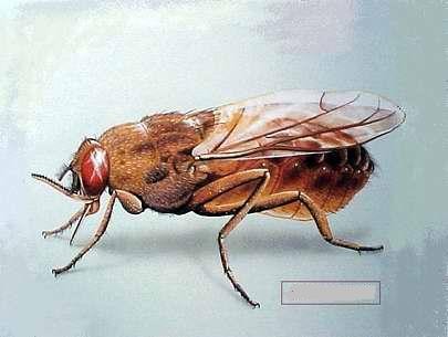 Loài côn trùng này đã truyền bệnh trypanosomiases (hay còn được gọi là bệnh ngủ), một căn bệnh rất nguy hiểm cho người và gia súc.