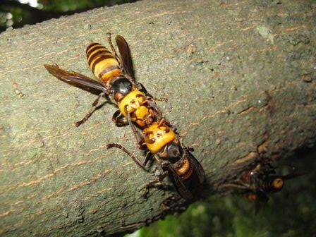 3. Ong rừng Nhật Bản Loài ong này được biết đến với tên khoa học là Vespa mandarinia japonica. Khi bị loài ong này đốt, đối tượng sẽ bị nhiễm một lượng lớn vi khuẩn pheromone. Những enzyme có trong nọc độc của loài ong này sẽ hòa tan vào các mô và tấn công hệ thống thần kinh.