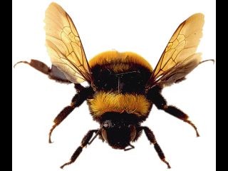 Sau khi ong rừng nọc độc đốt, xác suất để sống sót sau 2 giờ chỉ còn 2%.
