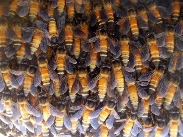 4. Ong mật Africanized Đây là loài côn trùng mang những đặc tính tàn bạo giống loài ong mật châu Âu và một loài ong nguy hiểm đến từ miền Nam châu Phi. Điều đáng nói là nọc độc của loài ong này có thể tiêu diệt một con bò sữa chỉ sau 20 phút. Mỗi tổ ong mật Africanized có tới hàng chục ngàn cá thể và chúng rất hiếu chiến.