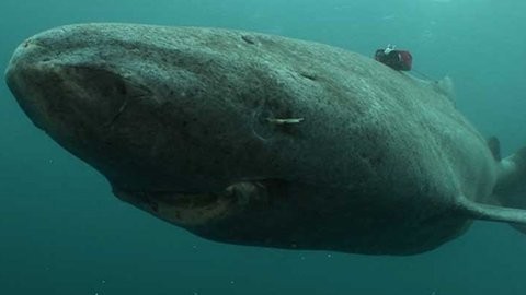Cá mập Greenland là loài cá bơi chậm nhất trong tất cả các loài cá mập và cá nói chung.