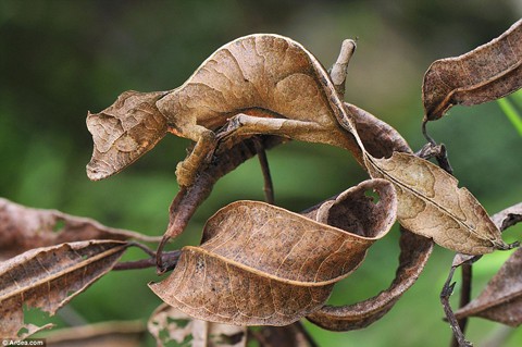 Tắc kè đuôi lá ngụy trang trong khu bảo tồn quốc gia Andasibe Mantadia trên đảo Madagascar.