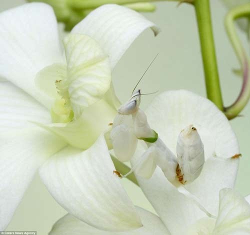 Bọ ngựa nằm gọn trong bông hoa lan và lẫn vào màu trắng tinh khôi của cánh hoa.