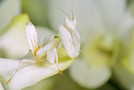 Một con bọ ngựa đứng trên một bông hoa lan.