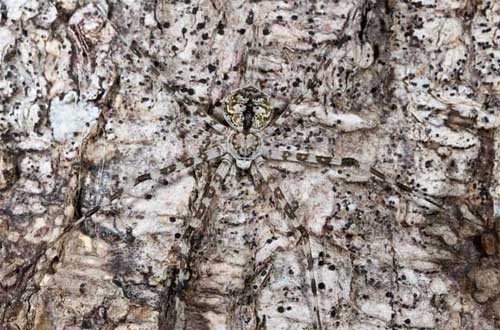 Một con nhện ngụy trang vào thân cân để phục kích con mồi ở khu rừng nhiệt đới ở công viên quốc gia Masoala Peninsula, Đông Bắc Madagascar.