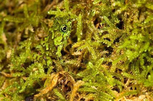 Ếch ngụy trang trong đống rêu xanh