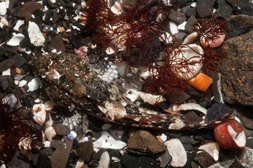 Bọ cạp biển ngụy trang dưới đống sởi biển