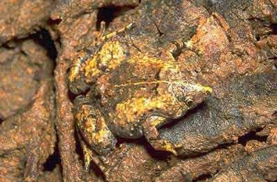 Một chú ếch có màu giống như những tảng đá mà nó đang ngồi lên.
