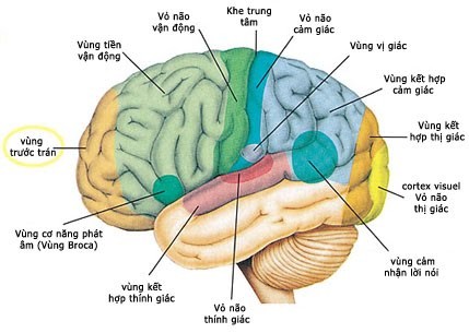 Thứ ba là bộ não: Từ khi được sinh ra lượng tế bào não có khoảng 1 tỉ nhưng theo thời gian nó sẽ giảm dần đi. Nghiên cứu cho thấy, tỉ lệ tế bào não giảm đi 5% trong vòng 10 năm, dần dẫn đến bệnh Alzheimer ở nhiều người và ảnh hưởng đến trí nhớ, khẳ năng điều hòa cùng các chức năng của não.