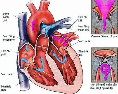 Cùng với sự già đi từng ngày của cơ thể, hiệu suất vận chuyển máu của tim tới toàn thân cũng kém dần. Nam giới trên 45 tuổi và nữ giới trên 55 tuổi có nguy cơ bộc phát bệnh tim rất lớn.