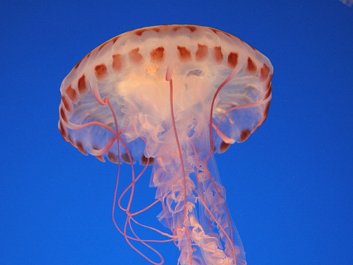 "Dù" sứa dưới đại dương.