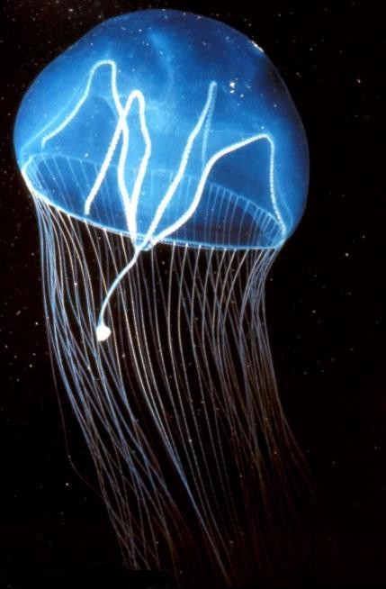Sứa và thủy tức có cấu tạo chung giống nhau, nhưng sứa thích nghi với đời sống di chuyển ở biển. Khi di chuyển, sứa co bóp dù, đẩy nước qua lỗ miệng và tiến về phía ngược lại. Tua miệng một số loài sứa gây ngứa, có khi gây bỏng da.