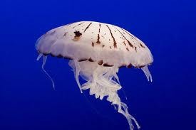 "Dù" sứa dưới đại dương.
