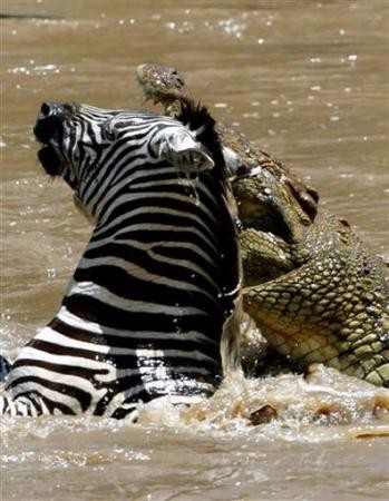 Ngựa vằn là nạn nhân thường xuyên bị cá sấu ăn thịt, do khi di chuyển ngựa vằn thường di chuyển theo đàn.