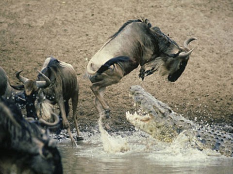 Cũng giống như ngựa vằn, linh dương đầu bò thường xuyên là nạn nhân của cá sấu.