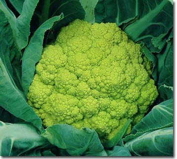 Bông cải xanh: Bông cải xanh rất giàu vitamin A, vitamin C và carotene, có vai trò rất rốt trong việc nâng cao sức đề kháng cho da, duy trì độ đàn hồi của làn da.