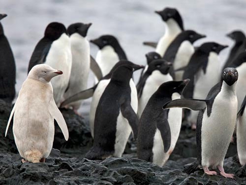 Chim cánh cụt trắng nổi bật giữa những con chim cánh cụt Chinstrap bình thường (Ảnh: US MAZA)