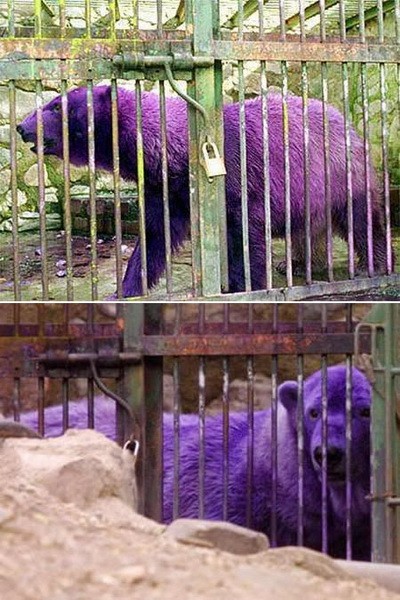Gấu đổi màu từ màu trắng sang màu tím ở sở thú của thành phố Mendoza, Argentina.