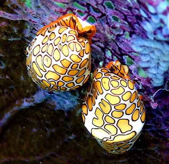 Ốc sên mất màu khi sợ hãi: Loài ốc sên này là loài ốc sên biển nhỏ và nhiều màu sắc, sống ở những dãy san hô khác nhau ở vùng biển Caribbe.