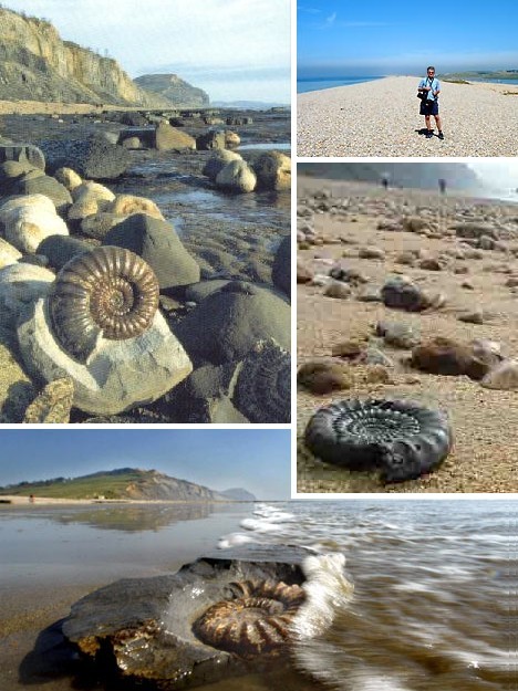 Bãi biển hóa thạch (Anh): Nếu bạn là người ưa khám phá những sinh vật cổ xưa, hãy kết hợp việc tắm biển với công cuộc tìm hiểu loài ốc ammonites trên bãi biển Dorset, Anh. Ammonites là một loài thân mềm có xúc tu mà ở thời kì cổ đại chúng đã phát triển với kích thước vô cùng đáng kinh ngạc. Trên bãi biển này, loài ốc cổ đại để lại rất nhiều những hóa thạch lẫn trong những viên cát khổng lồ, tạo nên một bãi biển hóa thạch vừa kì thú vừa lạ lẫm.