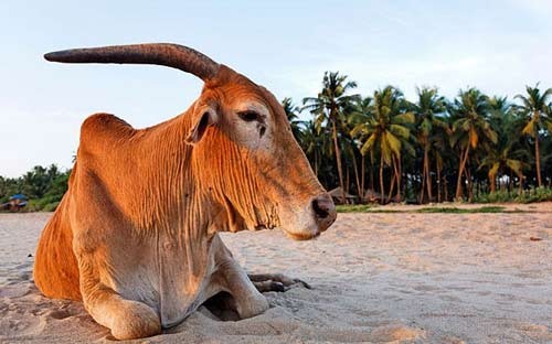 Bãi biển…bò (Ấn Độ): Có lẽ, bởi hình ảnh dễ nhận thấy nhất khi đặt chân lên bãi biển ở Goa, Ấn Độ không phải là các loại hải sản hay những rặng dừa xanh mướt, mà lại là những chú bò vàng điềm nhiên nằm tắm nắng suốt dọc bờ biển, mà người ta đặt tên cho bãi biển nơi đây là Cow Beach.