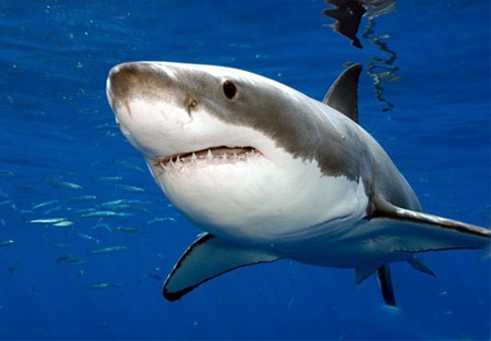 Cá mập trắng lớn: Loài cá mập trắng lớn là những kẻ săn người tàn bạo, cá mập trắng lớn thường xuyên tấn công con người, nhưng chủ yếu là để tự vệ và tưởng người là hải cẩu - món ăn ưa thích của chúng. Bởi vì, con người không phải là món ăn ưa thích của sát thủ đại dương này.