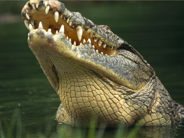 Cá sấu: Cá sấu là một trong những kẻ ăn thịt nguy hiểm nhất đối với con người. Hàng năm, có hàng trăm vụ tấn công chết người ở tiểu vùng Sahara châu Phi. Đây là khu vực có rất nhiều cá sấu sông Nile - loài cá sấu nguy hiểm nhất thế giới.