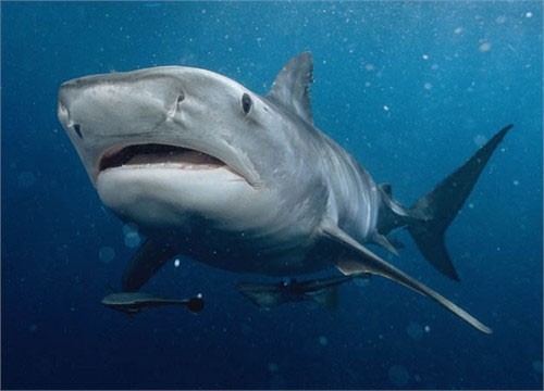 Cá mập hổ: Trong họ cá mập, cá mập hổ được coi là loài nguy hiểm nhất. Chúng thường săn mồi ở những vùng nước nông, khu vực cửa sông và cảng biển. Đây chính là nguyên nhân khiến số vụ cá mập hổ tấn công con người tăng cao.