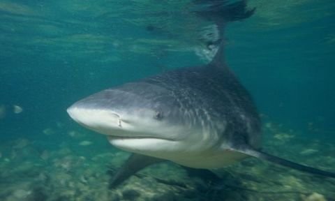 Cá mập bò: Cá mập bò rất phổ biến trên các đại dương. Loài cá mập này thường săn mồi ở những vùng nước ấm và nông. Đây là loài cá mập rất hung dữ và thường xuyên tấn công con người, chủ yếu ở các bãi tắm.