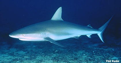 Cá mập xanh: Là kẻ săn mồi đáng sợ nhất đối với con người và các loài cá khác trong đại dương. Đây là một trong những loài cá mập sống tự do nhất. Chúng có thể sống ở khắp các đại dương trên thế giới từ những vùng nước lạnh cho tới những vùng nước ấm.