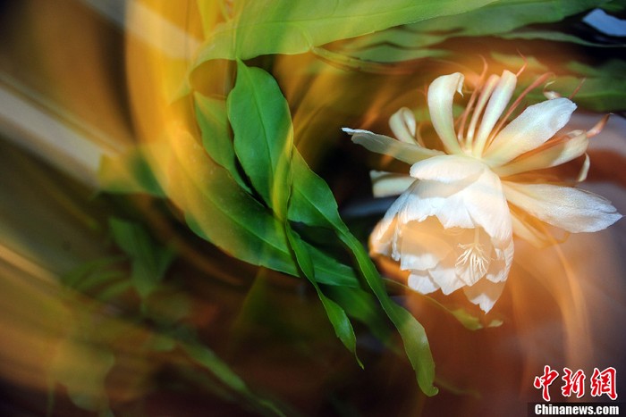 Chùm ảnh: Ngắm hoa quỳnh trắng nở về đêm | Giáo dục Việt Nam