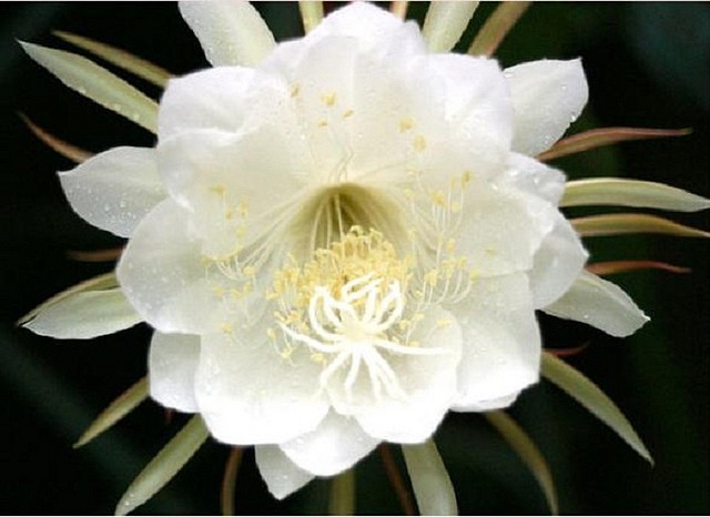 Hoa quỳnh trắng đạt đường kính tối đa khi nở từ 10 đến 20 cm.