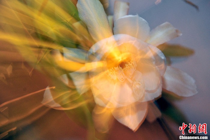Khi nở, những cánh hoa quỳnh từ từ mở ra với tốc độ có thể quan sát được nên ngày xưa vẫn các cụ vẫn thường có thú uống trà ngắm hoa quỳnh nở.
