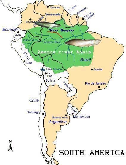 Địa bàn phân bố tự nhiên của cá ngân long: lưu vực sông Amazon (vùng màu xanh) và các nước Guyana, French Guyana ở phía Đông Bắc. Cá hắc long chỉ phân bố trong nhánh sông Negro.