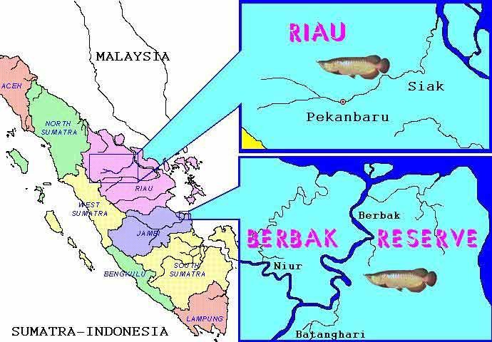 Địa bàn phân bố tự nhiên của loài kim long hồng vĩ : vùng Pekanbaru, tỉnh Riau và khu bảo tồn Berbak, tỉnh Jambi.