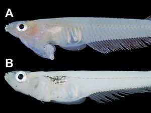 Ảnh loài cá mới được phát hiện tại ĐBSCL (Nguồn: AFP/Koichi Shibukawa, Tran Dac Dinh, Tran Xuan Loi)